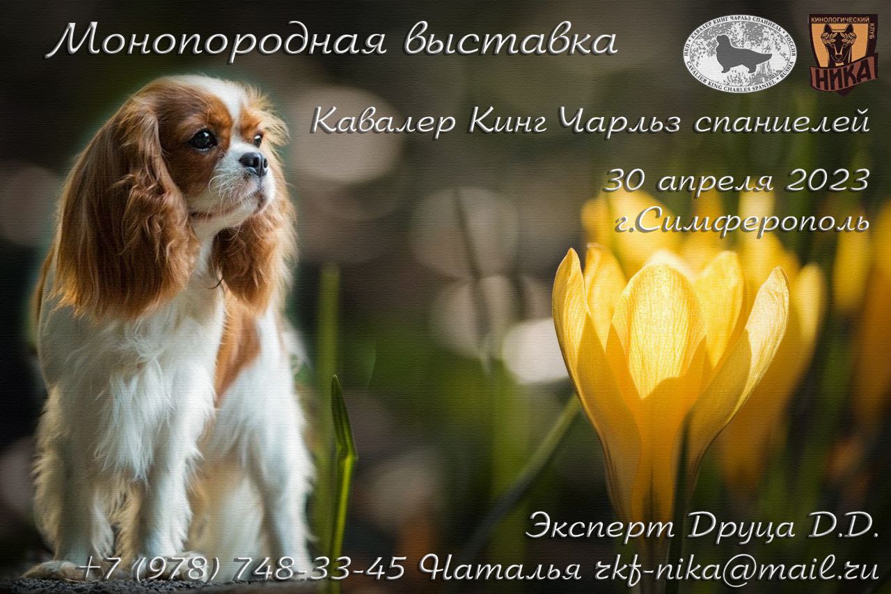 Кавалер Кинг Чарльз спаниель НКП