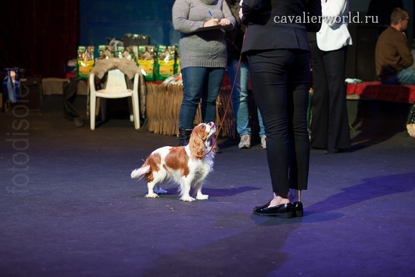CATTLEYA DOWIANA ESCADA суки класс чемпионов  (2).jpg