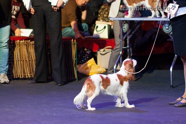 KLEOPATRA ROYAL SPANIEL суки класс промежуточный.jpg