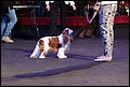 БЭСТ ИН Ю АБСОЛЮТЛИ АФРОДИЗИАК  КЧК  класс открытый.jpg