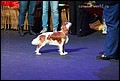 ВИКСАМ ЛЮЧИЯ В ЗАОЗЕРЬЕ суки класс юниоров.jpg