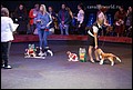 кобели класс беби (6).jpg