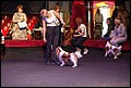 кобели класс открытый (10).jpg