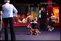 кобели класс открытый (16).jpg