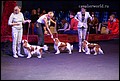 кобели класс открытый (18).jpg