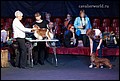 кобели класс открытый (2).jpg