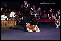 кобели класс открытый (3).jpg