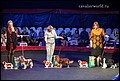 кобели класс победителей 2,3,4.jpg