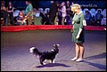 кобели класс промежуточный (7).jpg