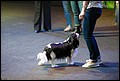 кобели класс чемпионов НКП (5).jpg