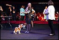 суки класс щенков (5).jpg