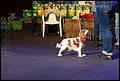 суки класс юниоров (6).jpg