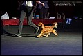 JIM BEAM POМERANIAN BEAUTIES  класс чемпионов.jpg