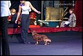 JIM BEAM POМERANIAN BEAUTIES кобели класс чемпионов.jpg