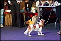 KLEOPATRA ROYAL SPANIEL суки класс промежуточный.jpg