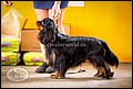 BELLE SPANIEL ASCANIO (2).jpg