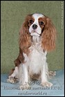 DSC_1003.jpg